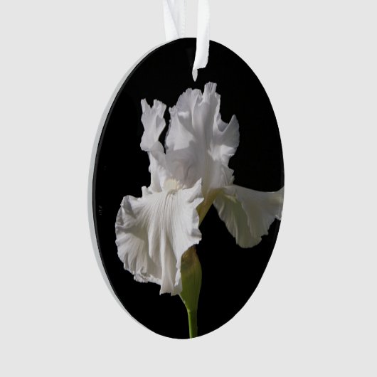 Flowers | White Iris (devant)