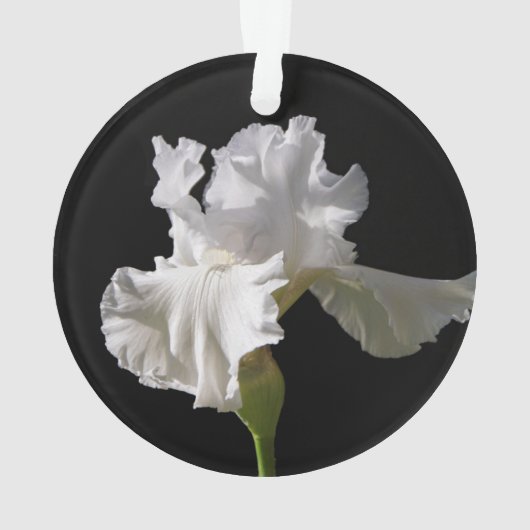 Flowers | White Iris (dos)