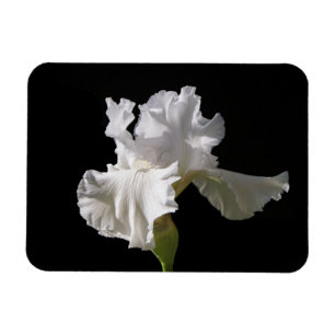 Flowers   White Iris Magneet