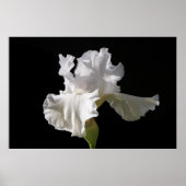Flowers | White Iris Poster (Voorkant)