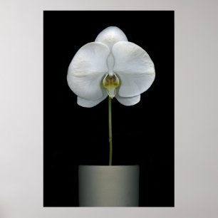 Flowers   White Orchid Flower Poster