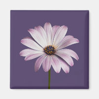 Flowers White & Purple Daisy