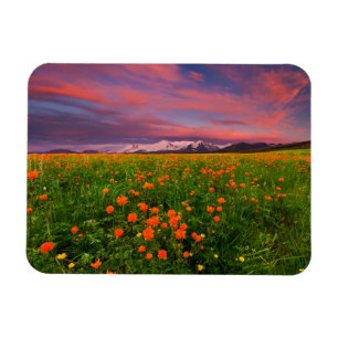 Flowers Wildflower Field Snowcapped Mountains Magneet