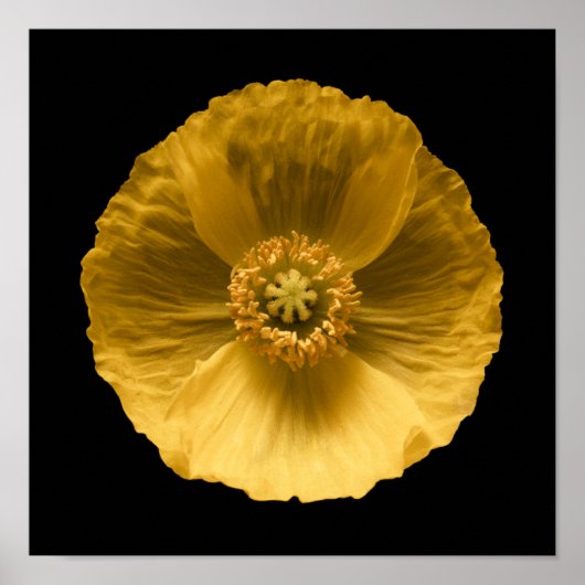 Flowers | Yellow Poppy Poster (Voorkant)