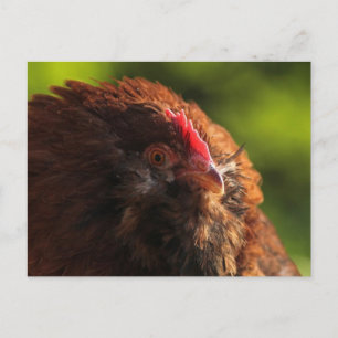 FluffaDerp Briefkaart