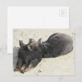 Fluffiest Pillow Zee Otter Briefkaart (Voorkant / Achterkant)