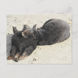 Fluffiest Pillow Zee Otter Briefkaart