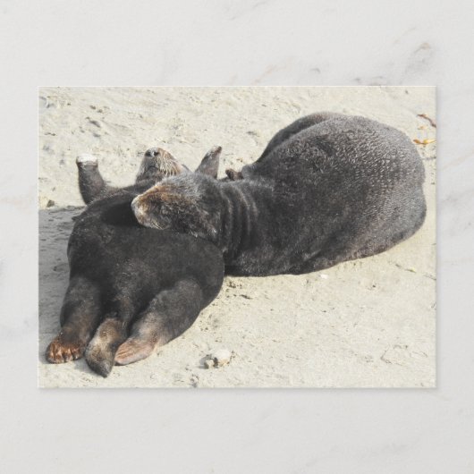 Fluffiest Pillow Zee Otter Briefkaart (Voorkant)