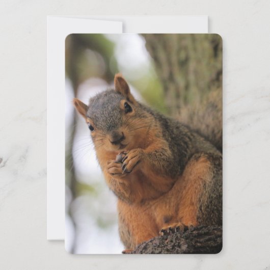 Fluffkin Kaart (Voorkant)