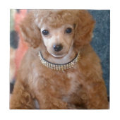 Fluffy Abriot Poodle Puppy Dog Tegeltje (Voorkant)