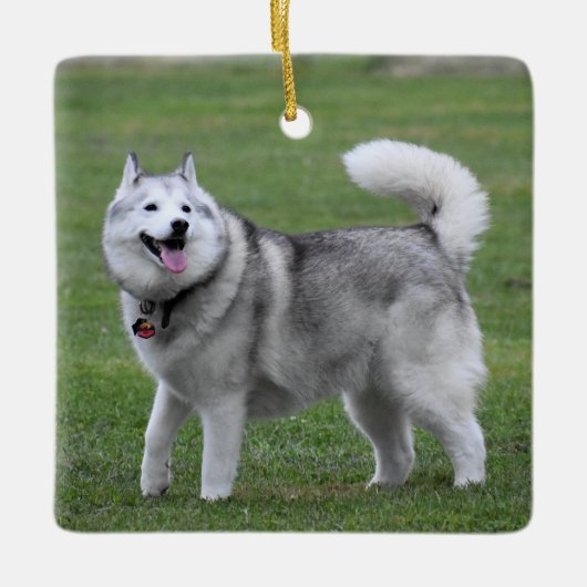Fluffy Alaskan Malamute Dog Keramisch Ornament (Voorkant)