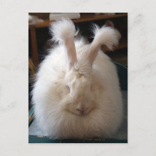 Fluffy Angora Bunny Briefkaart