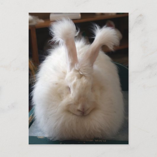 Fluffy Angora Bunny Briefkaart (Voorkant)