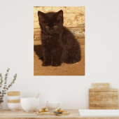 Fluffy Black Kitten Poster (Keuken)