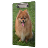 Fluffy Brown Pommomeranian Puppy Dog Klembord