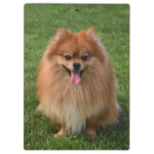 Fluffy Brown Pommomeranian Puppy Dog Klembord
