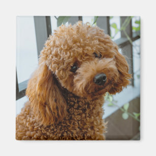 Fluffy Brown Poodle Puppy Dog Magneet