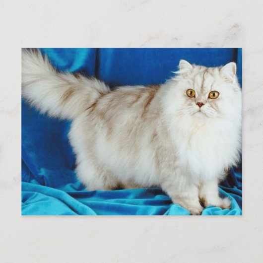 Fluffy Cat Briefkaart (Voorkant)
