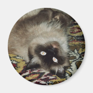 Fluffy Cat Magneet