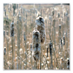 Fluffy Cattails in het voorjaar Natuur 8x8 Foto Afdruk