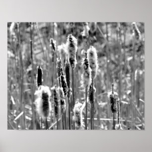 Fluffy Cattails zwart en wit Poster