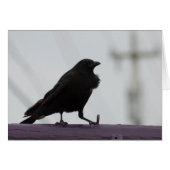 Fluffy Crow :) (Voorkant Horizontaal)