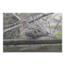 Fluffy Dove Natuur Foto Afdruk