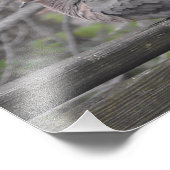 Fluffy Dove Natuur Foto Afdruk (Hoek)