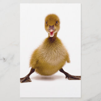 Fluffy Duck