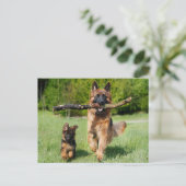 Fluffy German Shepherd Dog and Puppy Briefkaart (Staand voorkant)