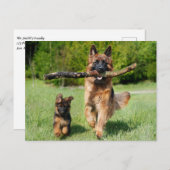 Fluffy German Shepherd Dog and Puppy Briefkaart (Voorkant / Achterkant)