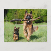 Fluffy German Shepherd Dog and Puppy Briefkaart (Voorkant)