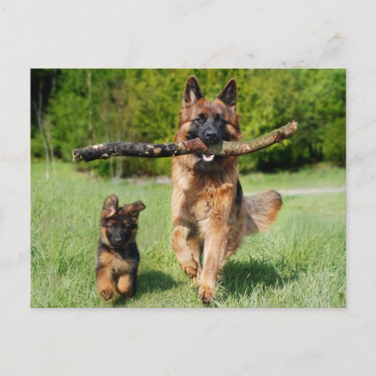 Fluffy German Shepherd Dog and Puppy Briefkaart (Voorkant)