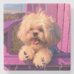 Fluffy Knuffel Shih Tzu Speelgoed Puppies, Gelukki Stenen Onderzetter