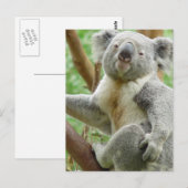 Fluffy Koala Briefkaart (Voorkant / Achterkant)