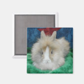 Fluffy Lionhead Bunny Rabbit Magneet (Voorkant / Achterkant)