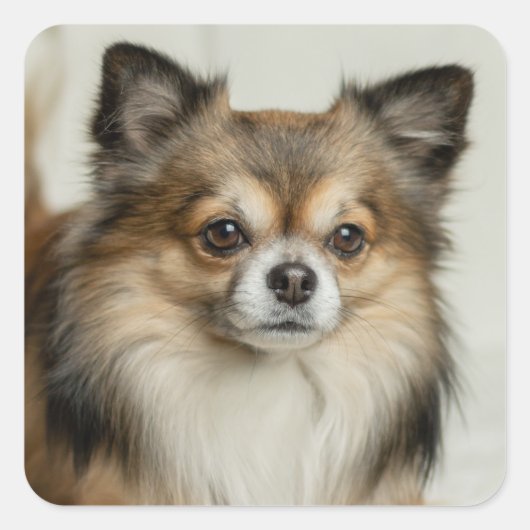 Fluffy Long Hazard Chihuahua Puppy Vierkante Sticker (Voorkant)
