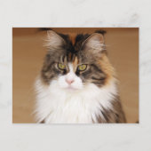 Fluffy Maine Coon Cat Briefkaart (Voorkant)