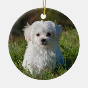 Fluffy Maltese puppy Dog Keramisch Ornament