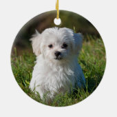 Fluffy Maltese puppy Dog Keramisch Ornament (Achterkant)