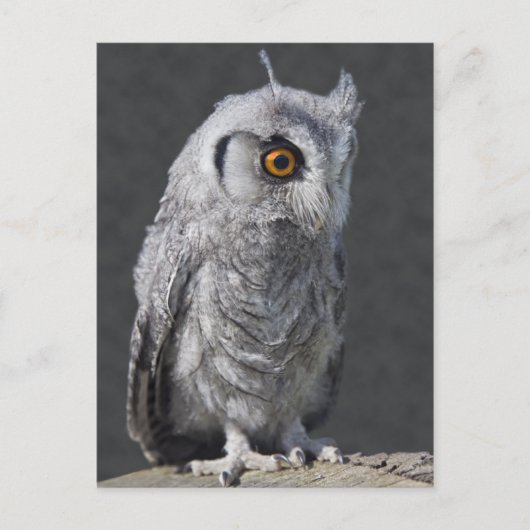 Fluffy Owlet Briefkaart (Voorkant)