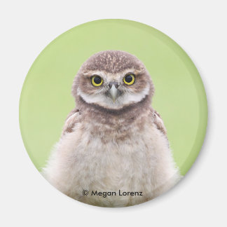 Fluffy Owlet Magnet Magneet