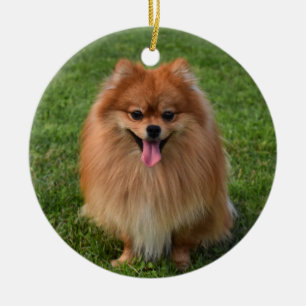 Fluffy Pomeranian Puppy Dog Keramisch Ornament
