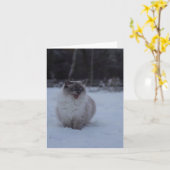 Fluffy Ragdoll Chat dans la carte de voeux de neig (Fleur jaune)