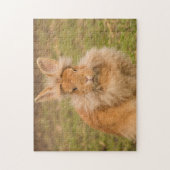 Fluffy Red Lionhead Bunny Rabbit Legpuzzel (Verticaal)