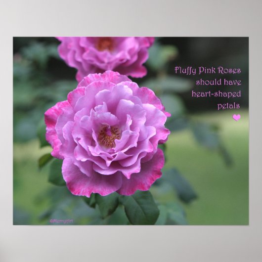 Fluffy roze rozen Poster: ROOS & PROSE 20x16 Poster (Voorkant)
