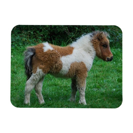 Fluffy Schattig dartmoor-Pony Magneet (Horizontaal)
