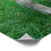 Fluffy Schattig dartmoor-Pony Poster (Hoek)