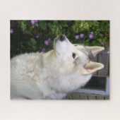 Fluffy Siberian Husky Puppy Dog Legpuzzel (Horizontaal)