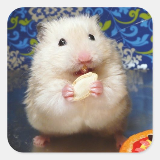 Fluffy Syrian Hamster Kokolinka Vierkante Sticker (Voorkant)